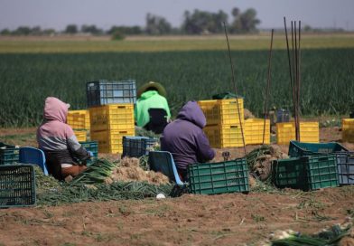 Gobierno de Sonora impulsa producción hortícola de exportación en San Luis Río Colorado